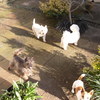 pics13017
