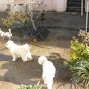 pics13018
