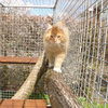 unusualcat009
